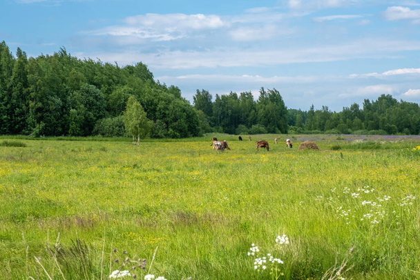 A small herd of cows grazing in a field and a green forest on a summer day, Russia. - Photo, image