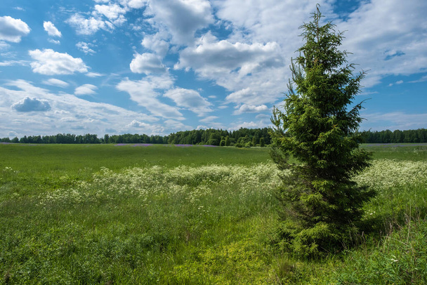 A lonely spruce tree on a large field with purple and white flowers, Russia. - Photo, Image