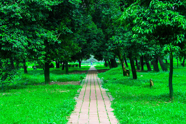 Walkway in green nature. I captured this image on August 11, 2018, from Dhaka, Bangladesh, South Aisa - Photo, Image