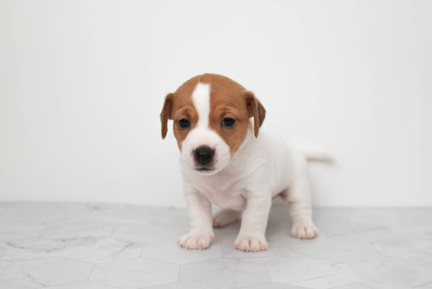 Primer plano lindo perrito de Jack Russell terrier perro. Jack Russell terrier cachorro sobre un fondo blanco. Copyspace para anuncio, diseño. - Foto, Imagen