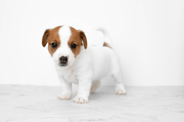 Egy közeli aranyos kiskutya Jack Russell terrier kutyából. Jack Russell terrier kiskutya fehér háttérrel. Reklám- és formatervezési másolás. - Fotó, kép