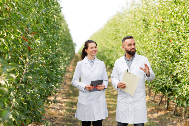 Γεωργοί που εξετάζουν τη συγκομιδή στον οικολογικό κήπο μήλων στη γεωργική εκμετάλλευση με ταμπλέτες και γεωργικές επιχειρήσεις - Φωτογραφία, εικόνα