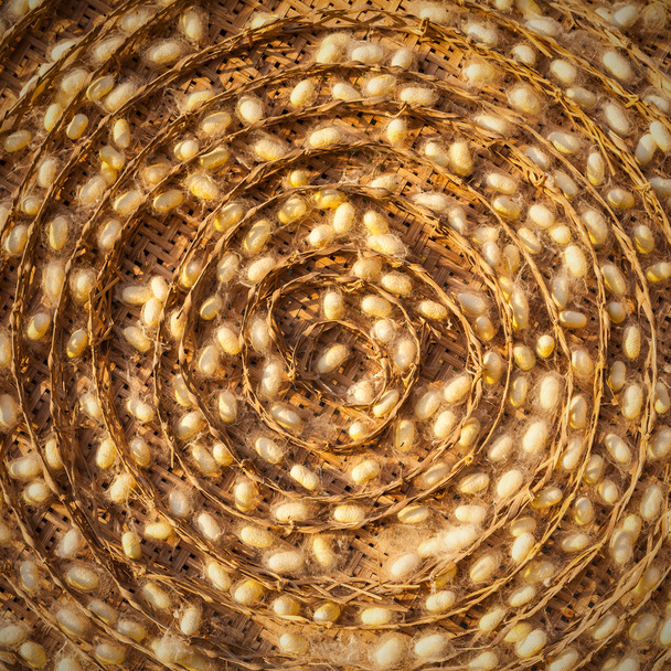 Skupina hedvábné červa kokony s mláďaty hnízda - Fotografie, Obrázek