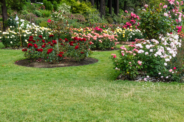 Planted flower beds with roses - 写真・画像