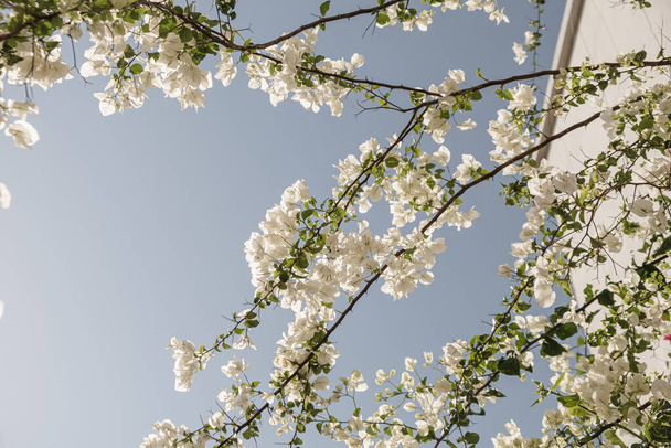 Szoros trópusi növény gyönyörű fehér virágok és zöld levelek ellen kék ég. Nyári utazás nyaralás virágos háttér - Fotó, kép