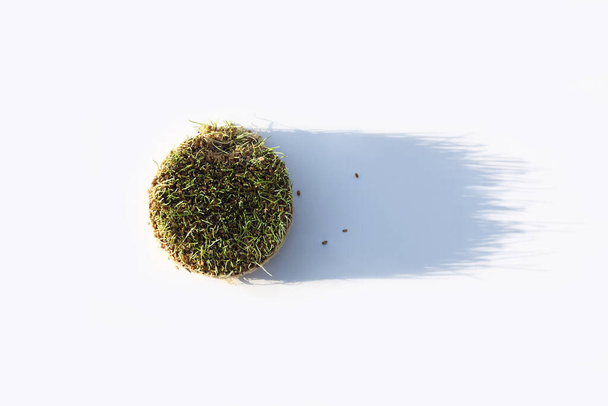 Fresh sprouted wheat grass with shadow on white background. Round heap of germinated wheat. Top view. - Foto, afbeelding