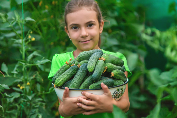 A criança segura a colheita de pepinos em suas mãos. Foco seletivo. Alimentos. - Foto, Imagem