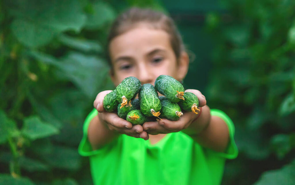 Дитина тримає в руках урожай огірків. Вибірковий фокус. Їжа
. - Фото, зображення