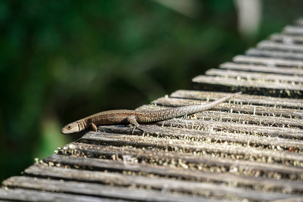 Un lagarto marrón (Lacerta agilis) tomando el sol en el puente - Foto, Imagen