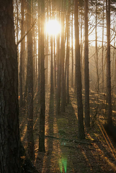 Západ slunce nebo východ slunce v podzimním borovicovém lese. Sluneční paprsky zářící mezi kmeny - Fotografie, Obrázek