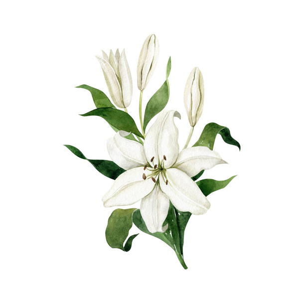 Akvarel bílé lilie jednu vertikální větev izolované na bílém pozadí. Květinová kytice. Ručně kreslené kliparty pro svatební pozvánky, narozeninové celiny, přání k pozdravu, scrapbooking. - Fotografie, Obrázek