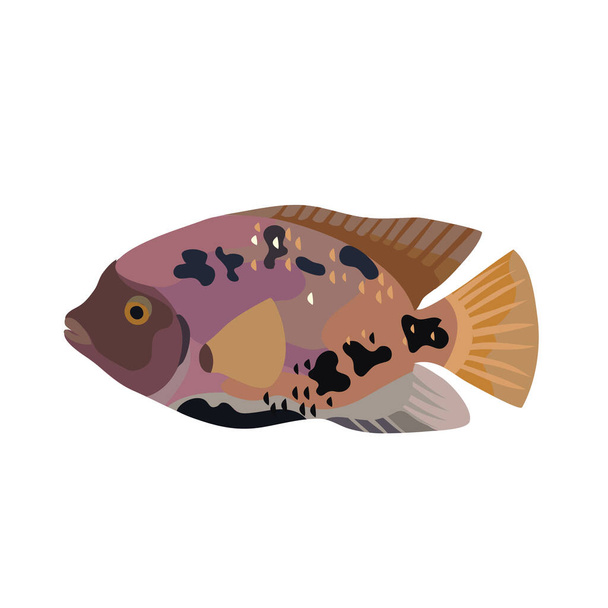 Cartoon illustrations of cichlid fish isolated on white background. - Вектор,изображение