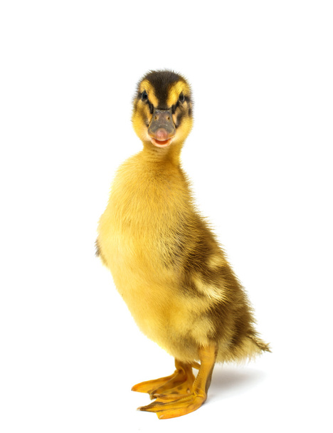 Petit canard
 - Photo, image
