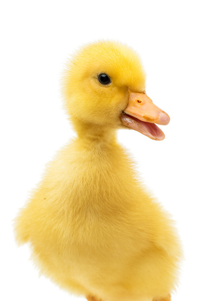 Little duckling - Photo, Image