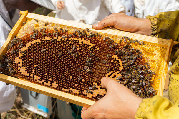 Ein Imker nimmt die Bienenstöcke heraus, um die Produktion zu überprüfen. - Foto, Bild