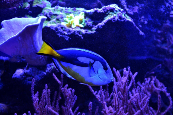 Exotic fish underwater. Underwater life. - Photo, Image
