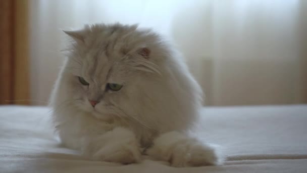 Een schattige binnenlandse Perzische zilveren chinchilla is op jacht op het bed in de kamer in een speelse stemming. Kattenspelletjes. Het concept van gelukkige schattige huisdieren en thuisblijven. Controleert prooien en reageert op bewegingen. - Video