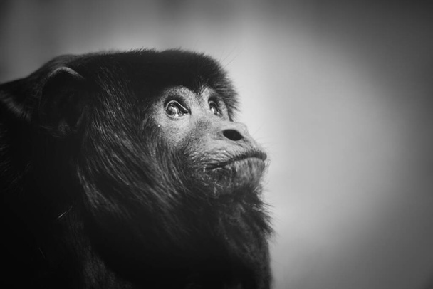 Sad monkey portrait in black and white - Φωτογραφία, εικόνα