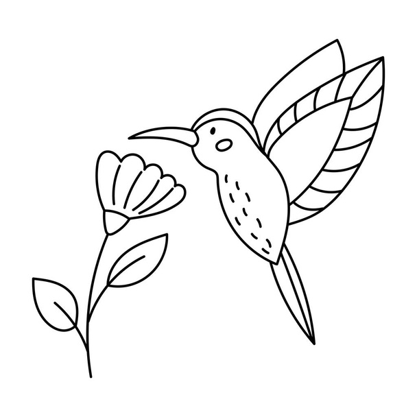 Hand drawn Hummingbird with tropical flower. Outline doodle bird. Line art. Coloring page. Black and white vector illustration. - Vector, imagen