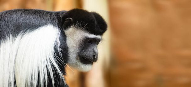 Gibbon monkey portrait on orange background - Photo, image