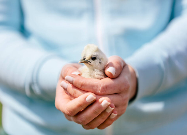 Baby bird hold in woman hands. Care and animal protection - Foto, Imagen