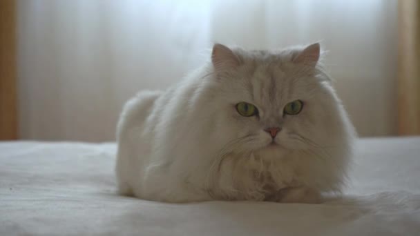 Cute domestic persian silver chinchilla is lying on bed in room and resting. Cat looking at camera and on sides. Concept of happy adorable pets and staying at home. Lazy animals chilling. - Footage, Video