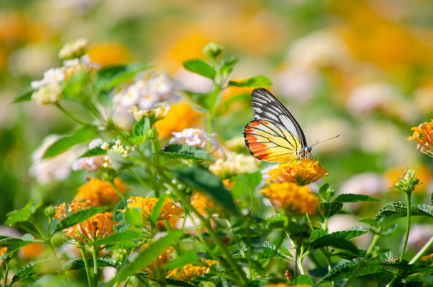 Lezárt aranyos kis pillangó sárga tónusú felett elmosódott színes virágos háttér - Fotó, kép