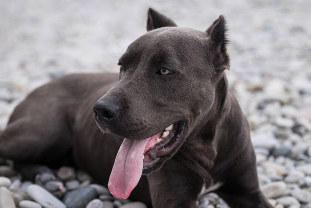 Porträt eines amerikanischen Pitbull Terriers in Großaufnahme. Schöne Familie und freundliche Hunderasse. Gefährlicher Hund ist Stereotyp. Blauer Pitbull-Welpe mit abgeschnittenen Ohren am Kiesstrand. - Foto, Bild