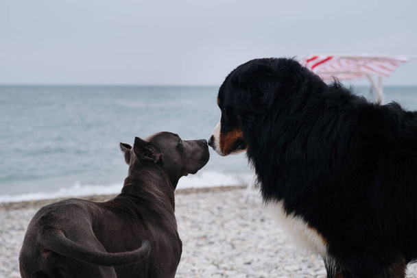 Puppy van Amerikaanse pitbull terrier van blauwe kleur speelt met grote Berner Mountain Dog op kiezelstrand aan de kust. Twee charmante vriendelijke familie honden rassen in het spel. Maak kennis en ruik aan elkaar.. - Foto, afbeelding