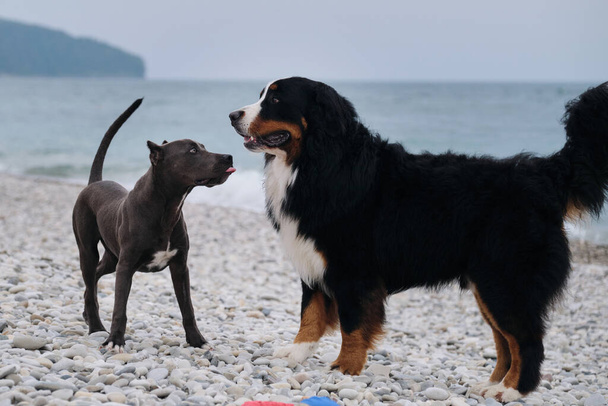 Pentu American pit bullterrieri sininen väri leikkii suuri Bernese Mountain Dog pikkukivirannalla rannikolla. Kaksi viehättävä ystävällinen perhe koirarodut peli. Tutustukaa ja haistakaa toisianne.. - Valokuva, kuva