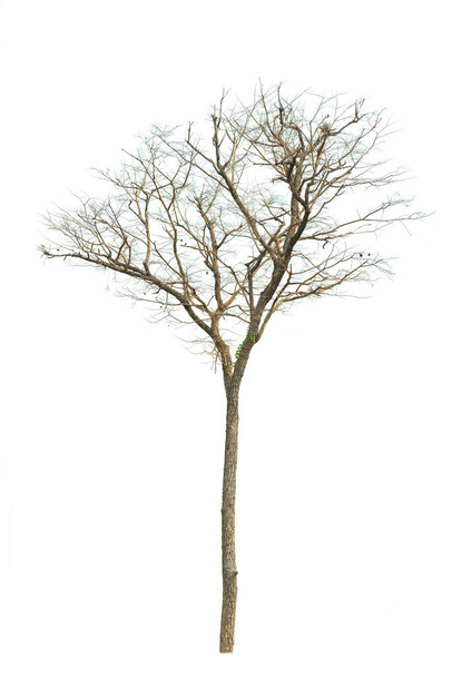 Ramo di vecchio albero con percorso di ritaglio isolato su sfondo bianco. - Foto, immagini