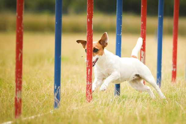 Σκύλος τρέχει σλάλομ σε τσέχικη ευκινησία ανταγωνισμού σλάλομ. Τα σκυλιά το λατρεύουν.! - Φωτογραφία, εικόνα