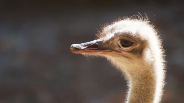 Ostrich - Záběry, video