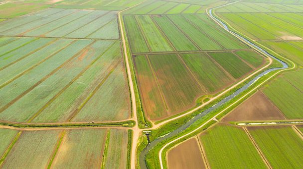 Terrenos agrícolas con cultivos verdes desde arriba - Foto, Imagen
