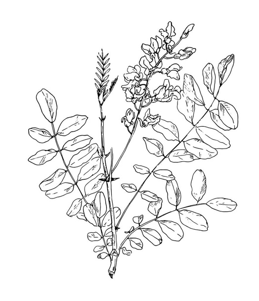 Vector blooming acacia twig with leaves drawn by hand in a sketch style. isolated outline of an acacia tree branch with leaves and flowers in black on a white background for a design template botanical illustration - Вектор, зображення