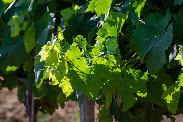 Vinařství v departementu Var v Provence-Alpes-Cote d 'Azur regionu jihovýchodní Francie, vinice v červenci s mladými zelenými hrozny v blízkosti města Saint-Tropez, cotes de Provence víno. - Fotografie, Obrázek