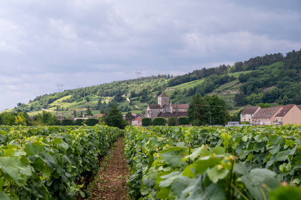 Zielone Grand Cru i premier cru winnice z rzędami Pinot noir winogron roślin w Cote de nuits, produkcji słynnego czerwono-białego wina burgundzkiego w regionie Burgundii wschodniej Francji. - Zdjęcie, obraz