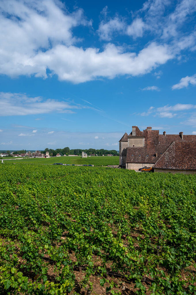 Green grand cru and premier cru vineyards with rows of pinot noir grapes plants in Cote de nuits, making of famous red and white Burgundy wine in Burgundy region of eastern France. - Foto, Imagem