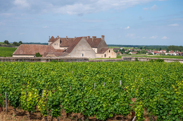 Grand Cru verde y premier cru viñedos con filas de pinot noir plantas de uvas en Costa de Nuits, la elaboración de vino tinto y blanco famoso Borgoña en la región de Borgoña del este de Francia. - Foto, Imagen