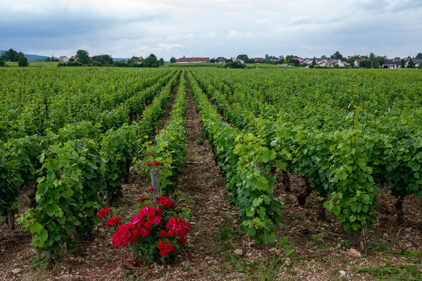 Groene grand cru en premier cru wijngaarden met rijen pinot noir druiven planten in Cote de nuits, het maken van beroemde rode en witte Bourgogne wijn in Bourgogne regio van Oost-Frankrijk. - Foto, afbeelding