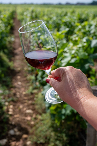 Degustación de vino tinto de Borgoña de los viñedos de Grand Cru Pinot Noir, vaso de vino de mano y vista de los viñedos verdes en la región vinícola de Borgoña Costa de Nuits, Francia en verano - Foto, Imagen