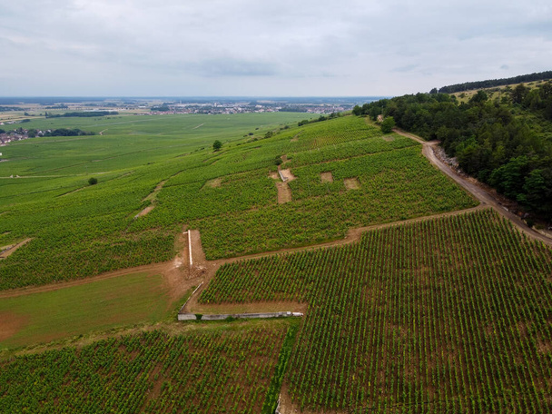 Aerian view on green grand cru and premier cru vineyards with rows of pinot noir grapes plants in Cote de nuits, making of famous red and white Burgundy wine in Burgundy region of eastern France. - Photo, Image