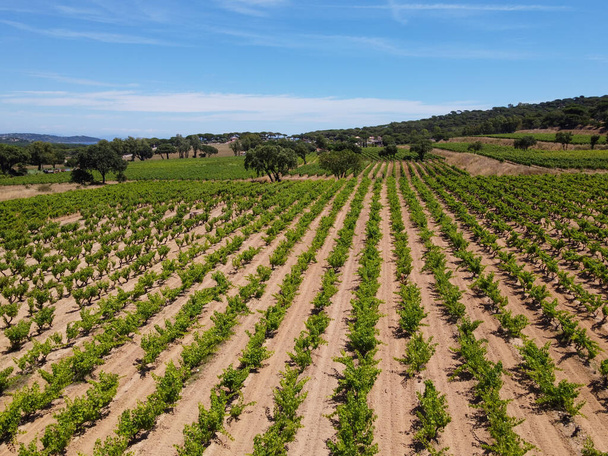 Güney Fransa 'nın Provence-Alpes-Cote d' Azur bölgesinde bulunan Var şubesindeki şarap imalatı, Temmuz ayında Saint-Tropez kasabası yakınlarındaki üzüm bağlarının havadan görüşü, Cotes de Provence şarabı. - Fotoğraf, Görsel