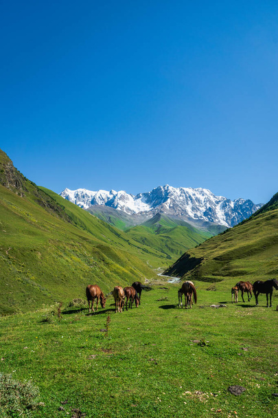 idyllic alpine landscape with mountain and horses, with copy space, in countryside of Ushguli village with mount Shkhara in Svaneti region, Georgia. - Foto, immagini
