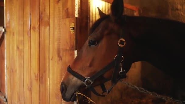 Un caballo marrón oscuro mirando desde la ventana del establo del establo del caballo  - Metraje, vídeo