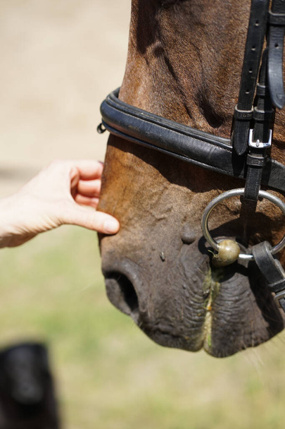 Крупним планом жіноча рука погладжує коричневий кінь ніс ніжність і догляд за концепцією тварин
.    - Фото, зображення
