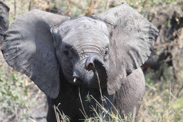Φωτογραφία ελέφαντα, Kruger Park Νότια Αφρική - Φωτογραφία, εικόνα