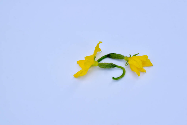The embryos of two cucumbers with flowers. - Zdjęcie, obraz