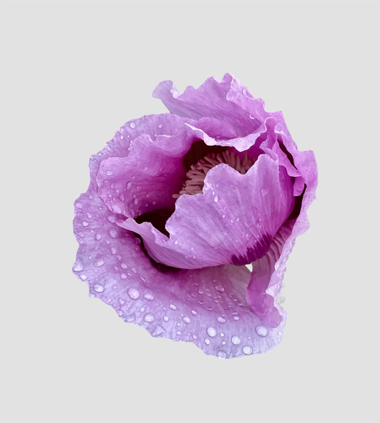 灰色の背景に隔離された紫色のケシ - ベクター画像