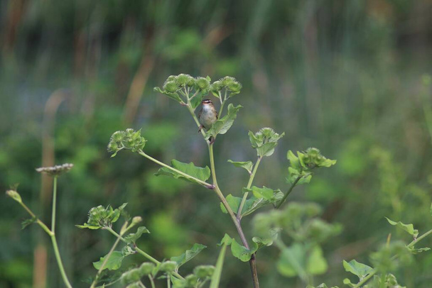 The Sedge Warbler (Acrocephalus Schoenobaenus) - Photo, Image